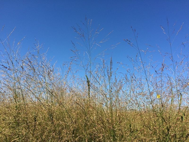 The first two seasons determine whether the planting succeeds