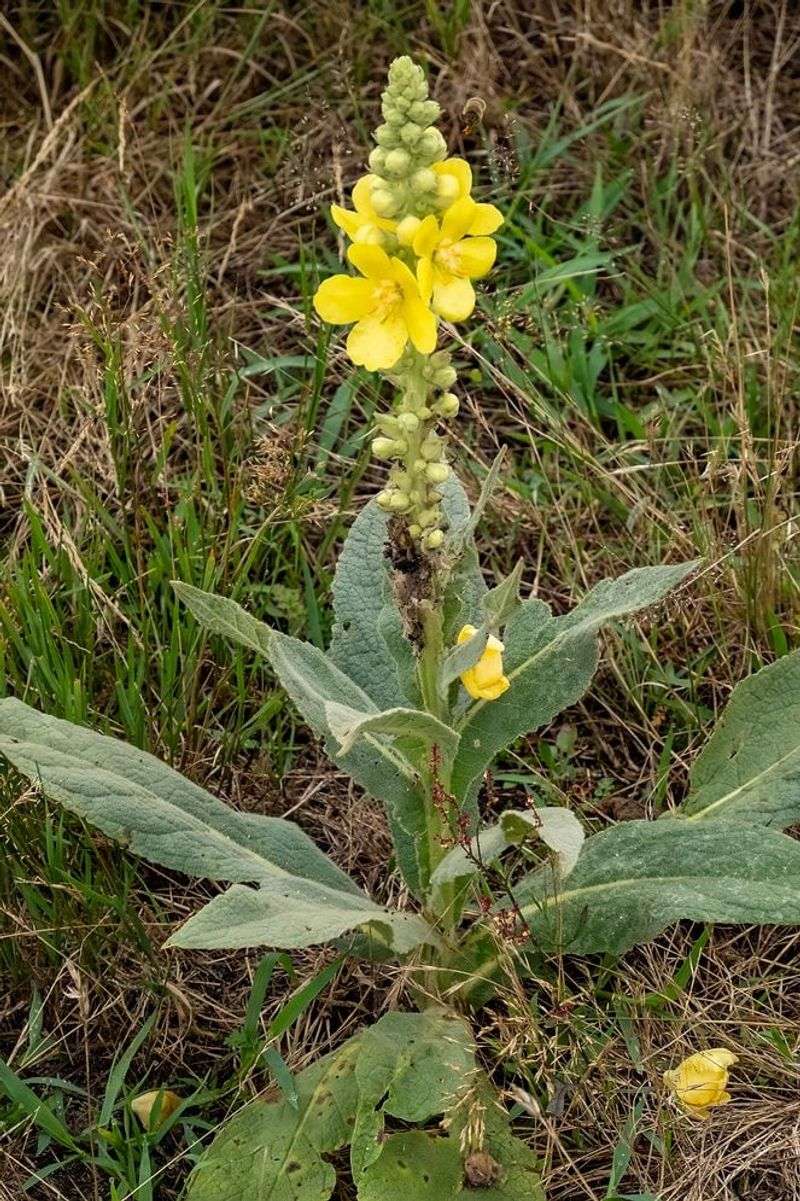 Why the plant became a memorable wayside herb