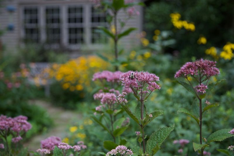 Joe Pye Weed