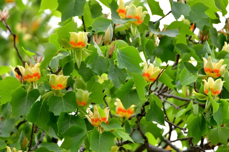 Tulip poplar offers a credible single-tree starting point