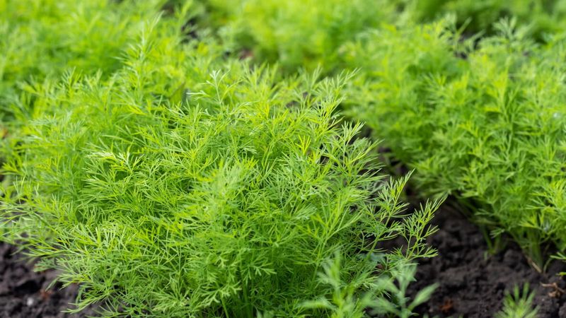 Dill is one strong late-summer option, not a statewide winner