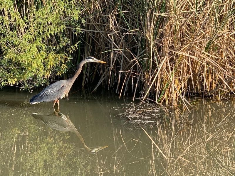 What the bird is standing still to track
