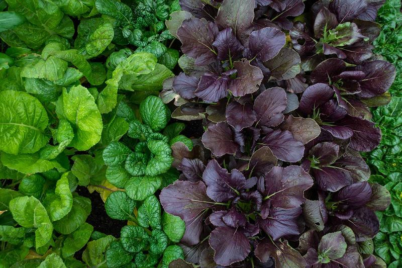 Mustard Greens