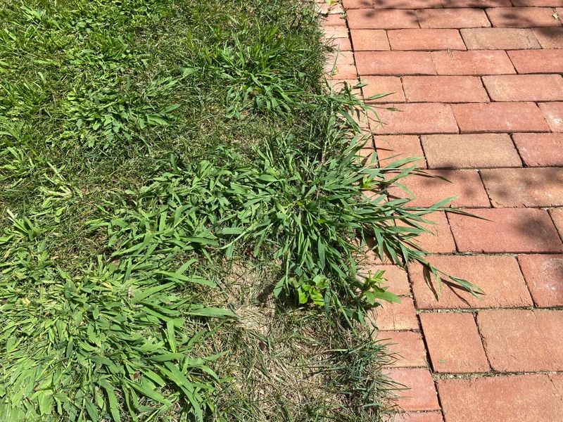 Crabgrass finds opportunities in thin or exposed turf