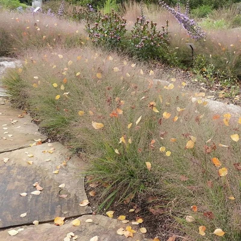 Its airy form softens concrete without swallowing the patio