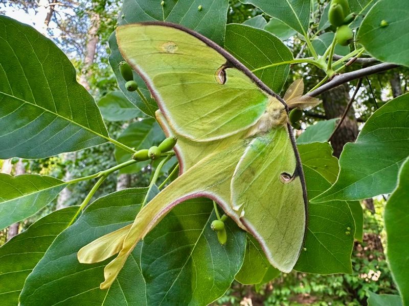 A wildlife-friendly yard protects the trees and caterpillars