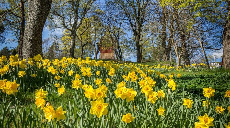 Daffodils