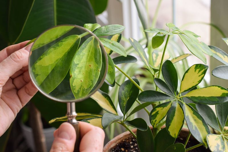 A single inspection can miss pests that spread indoors