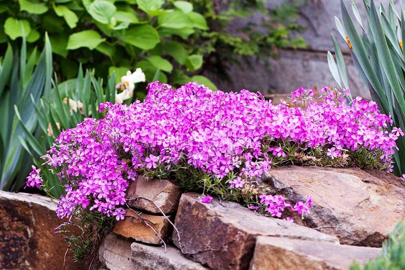Creeping Phlox (Phlox stolonifera and Phlox subulata)