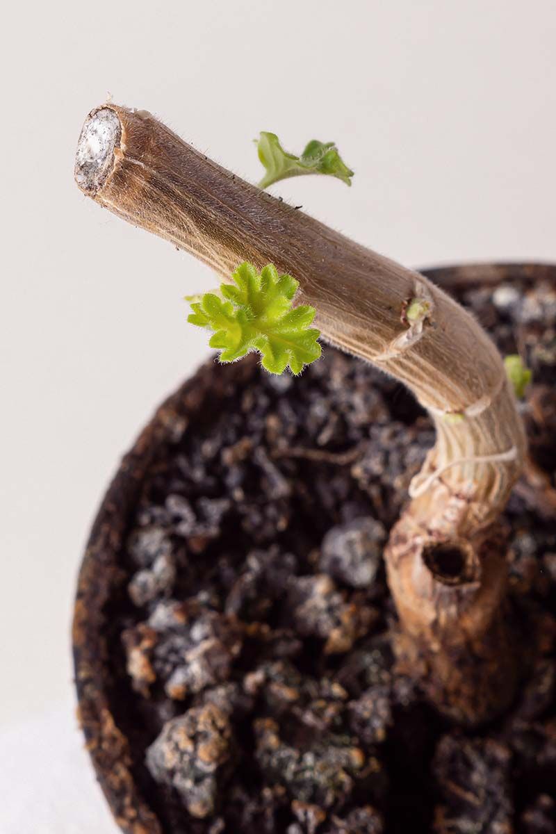 Prune Back Leggy Stems to Rejuvenate