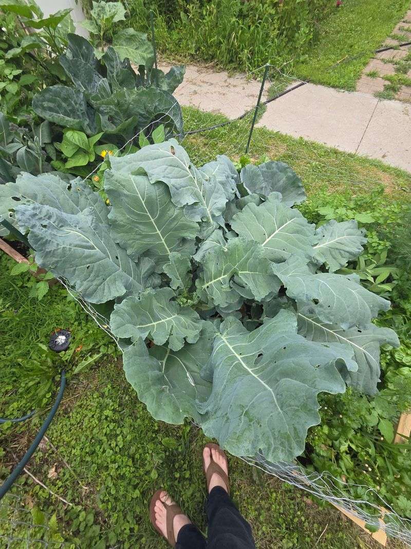 A leafy broccoli plant may still be on schedule