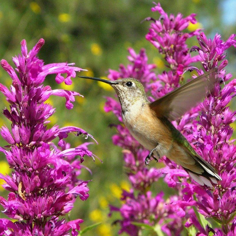 Agastache (Hummingbird Mint)