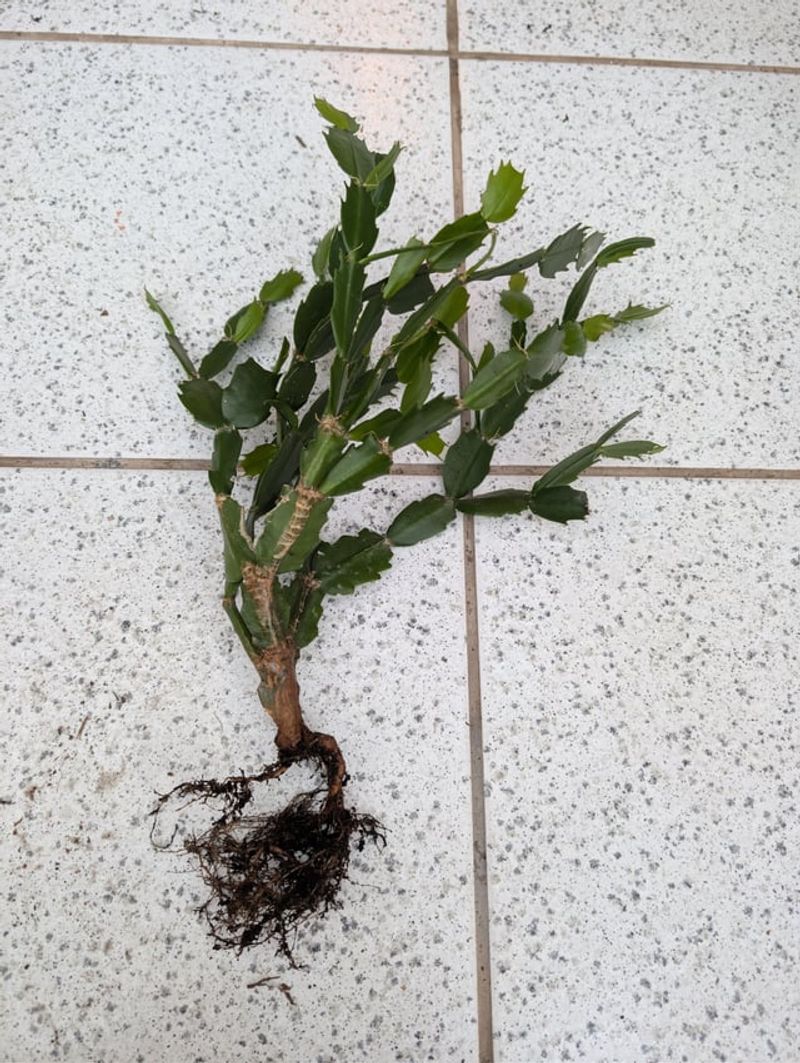 Rescue Soggy Roots From Rot