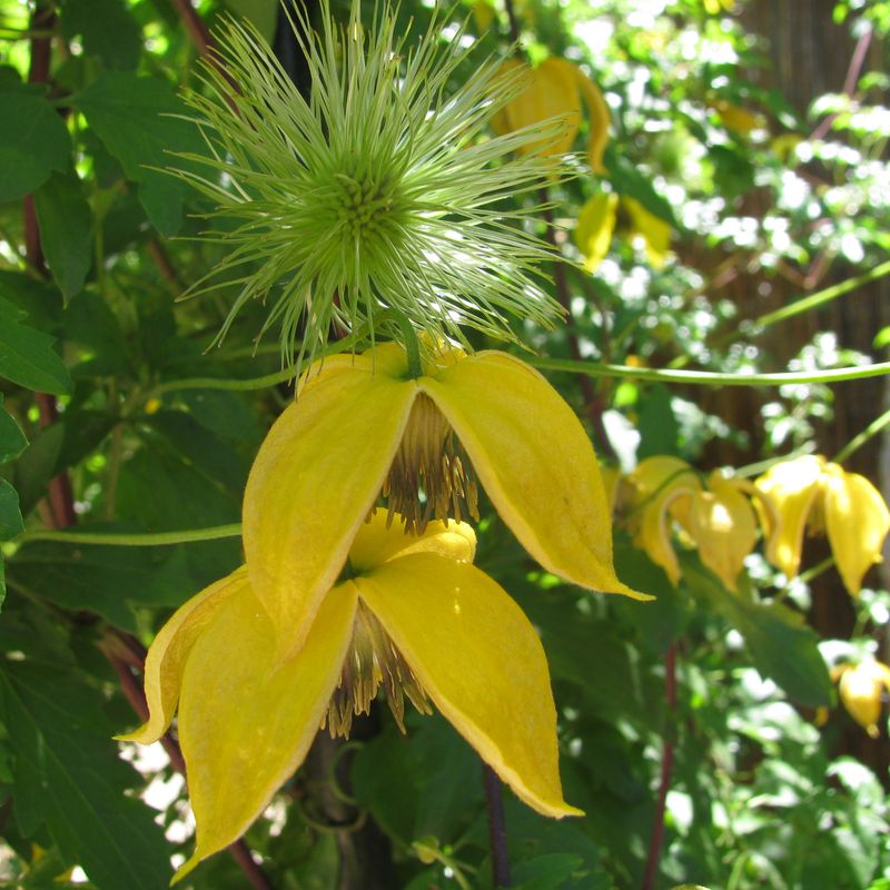 Clematis 'Bill MacKenzie'