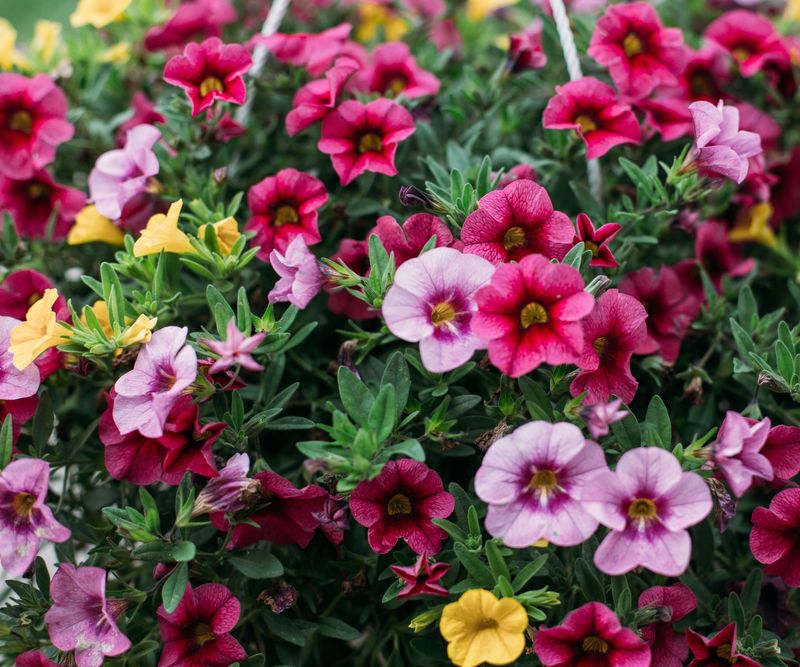 Calibrachoa