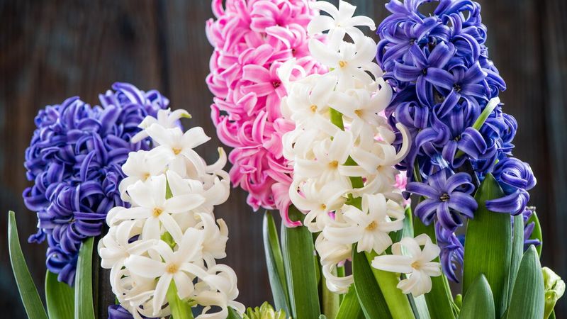 Hyacinths