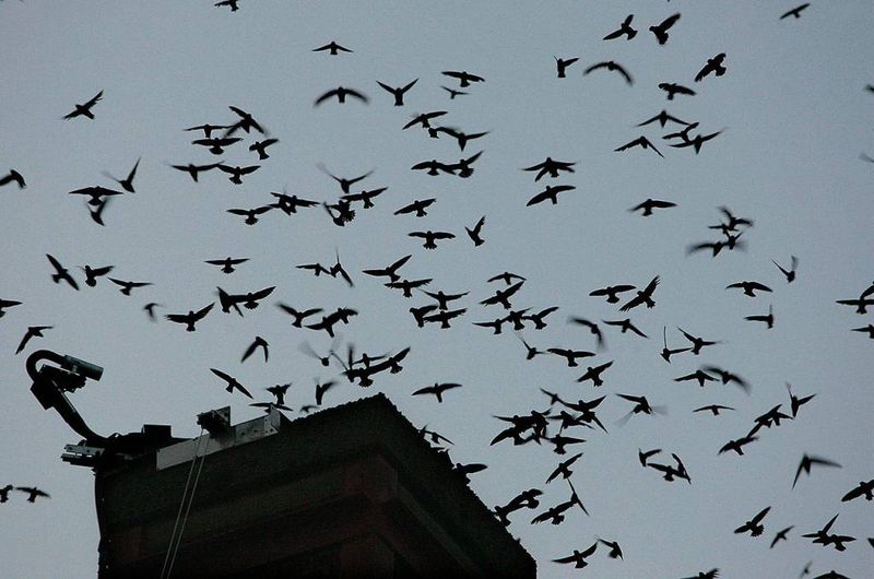 Why North Carolina’s fall vortex may end at a communal roost