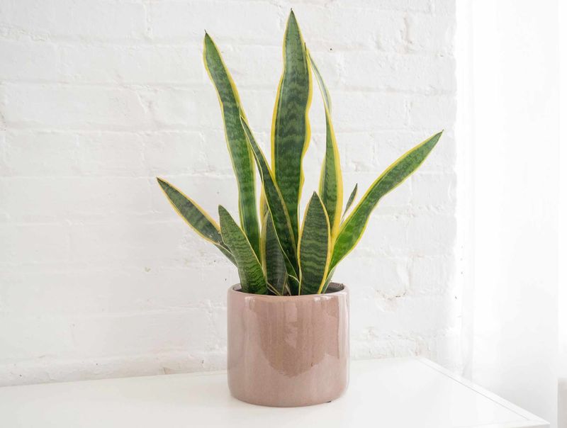 Let your snake plant set the pace