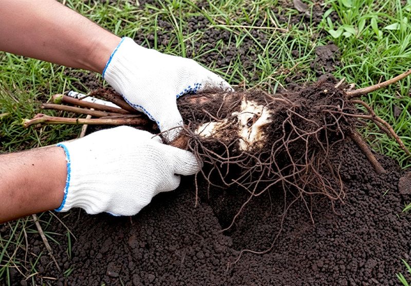 Check Your Peony's Planting Depth