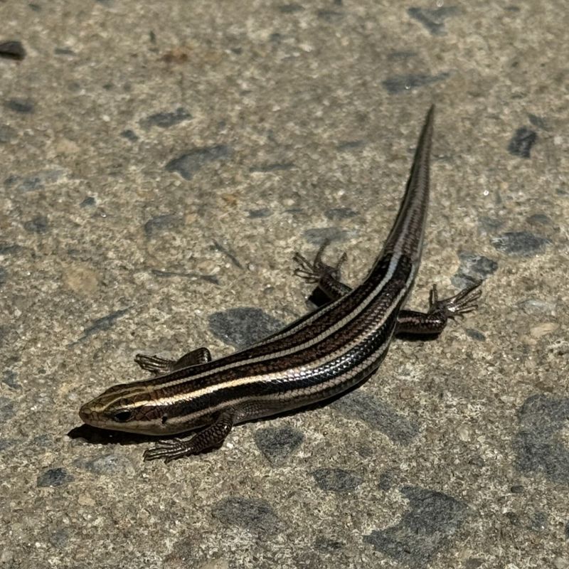 First, make sure the lizards are what you think