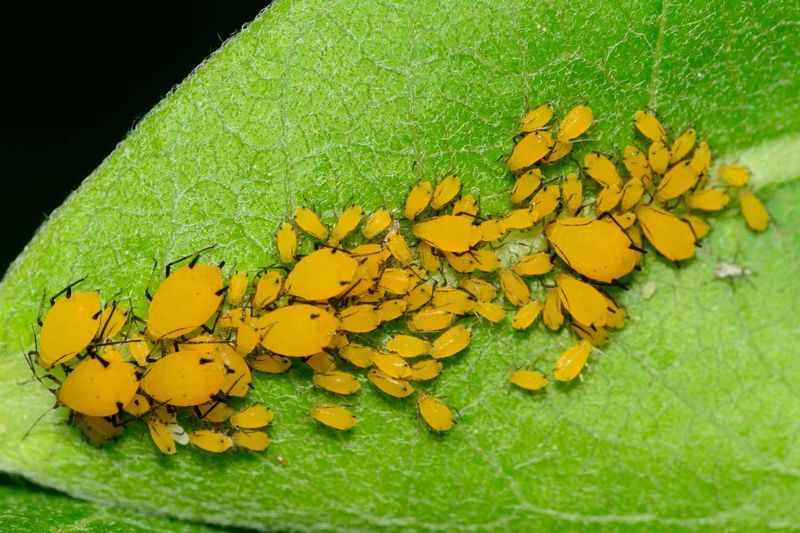 Protect Against Pests and Winter Damage