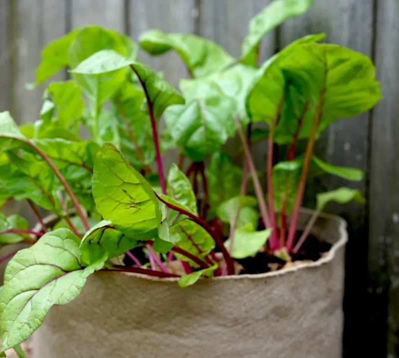 Lush leaves point to a problem—but not necessarily nitrogen
