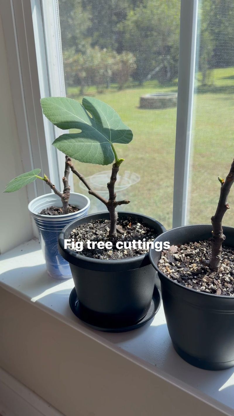 Acclimate a rooted cutting before planting it outside