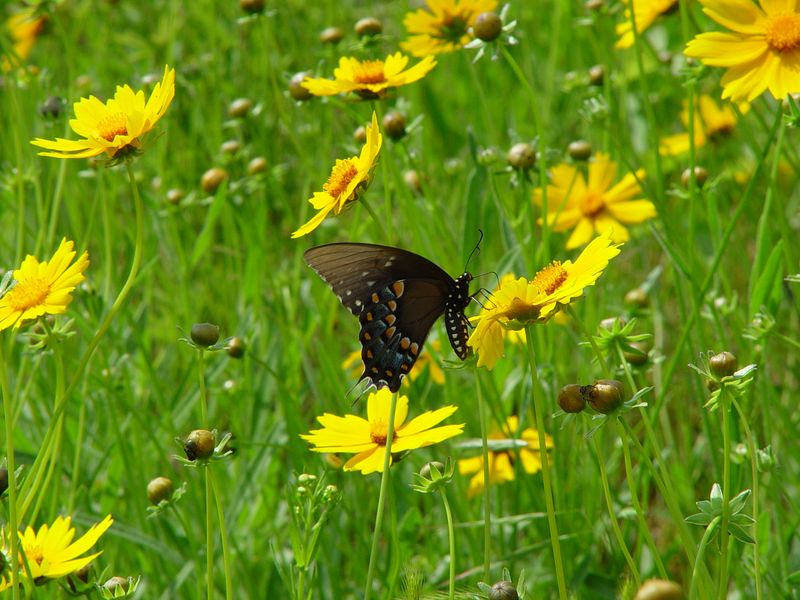 Coreopsis (Tickseed)
