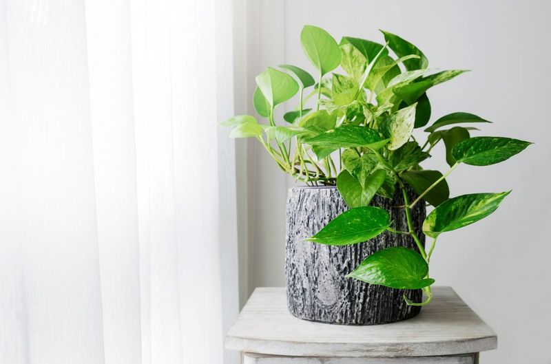 Pothos (Epipremnum aureum, Devil's Ivy)