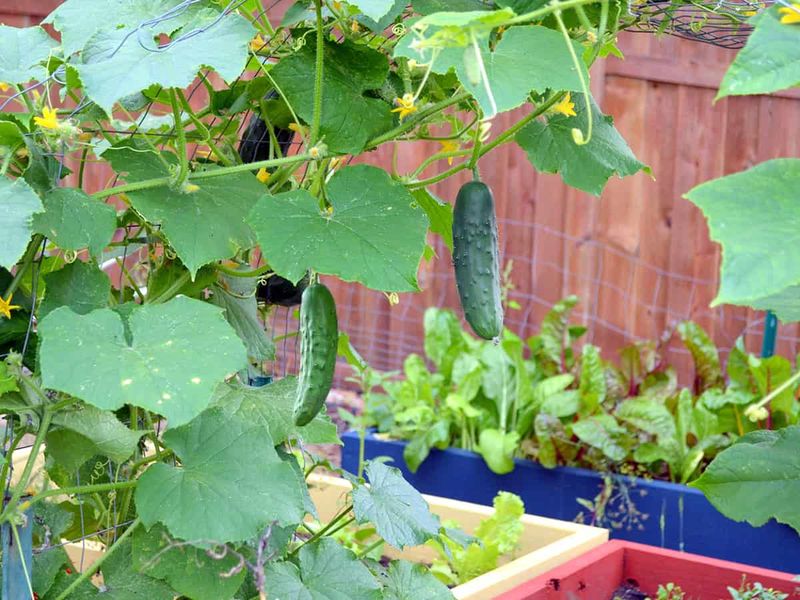 Cucumbers