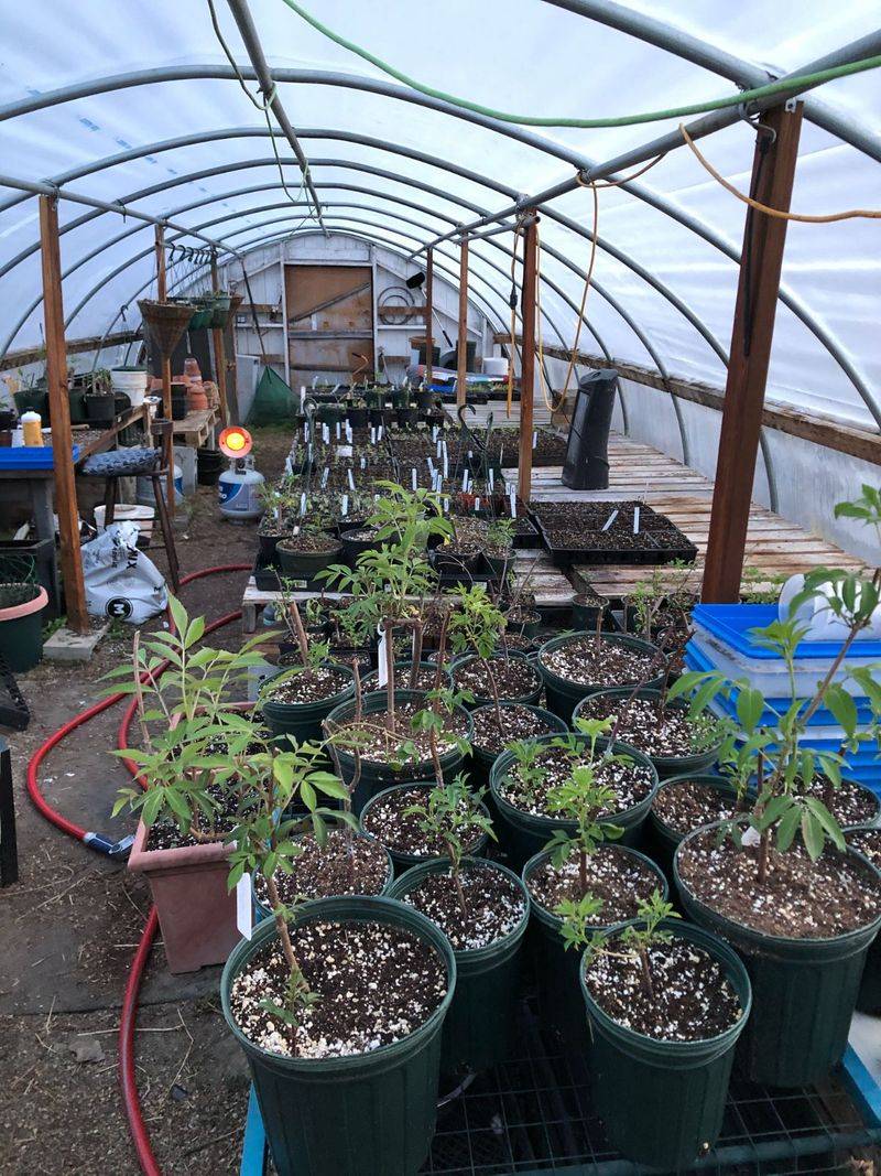 Move Tender Plants Into an Unheated Garage or Shed