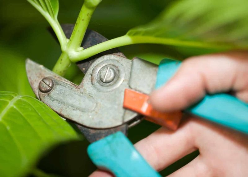 Pruning Re-Blooming Hydrangeas Too Aggressively