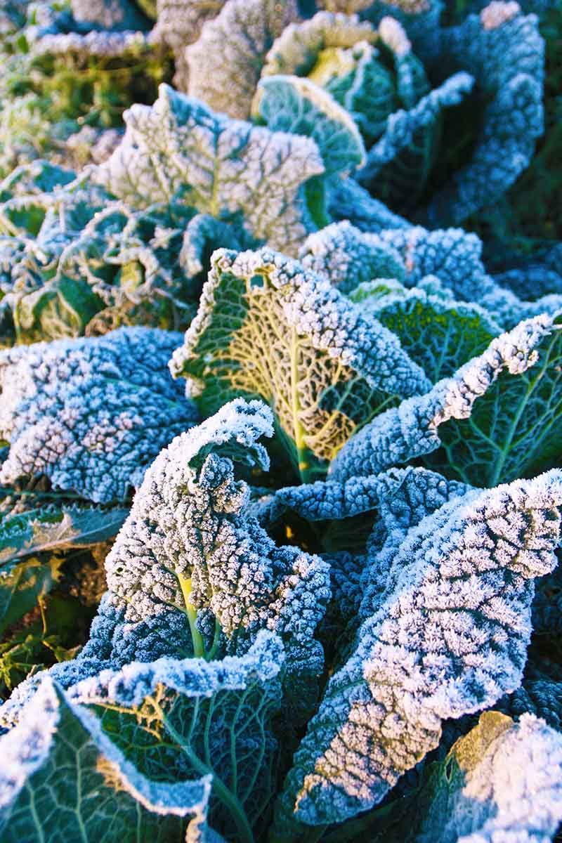 Cabbage