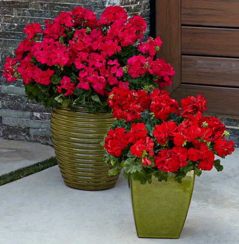 Prioritize Well-Draining Soil and Containers
