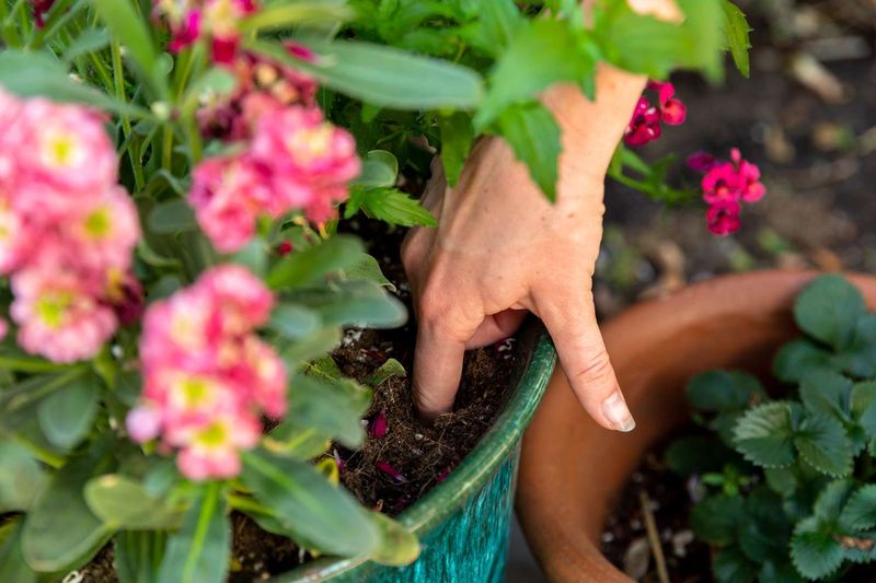 Check the potting mix before you water