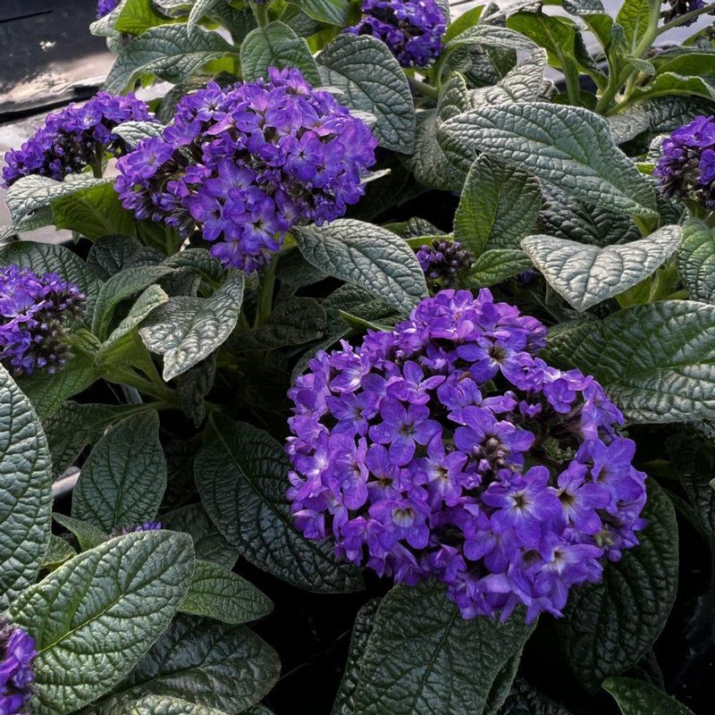 What Does Heliotrope Actually Smell Like?