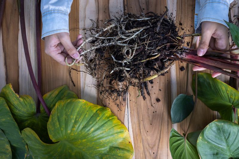 Address Hidden Root Problems