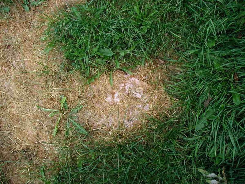 Over-Fertilizing Your Lawn