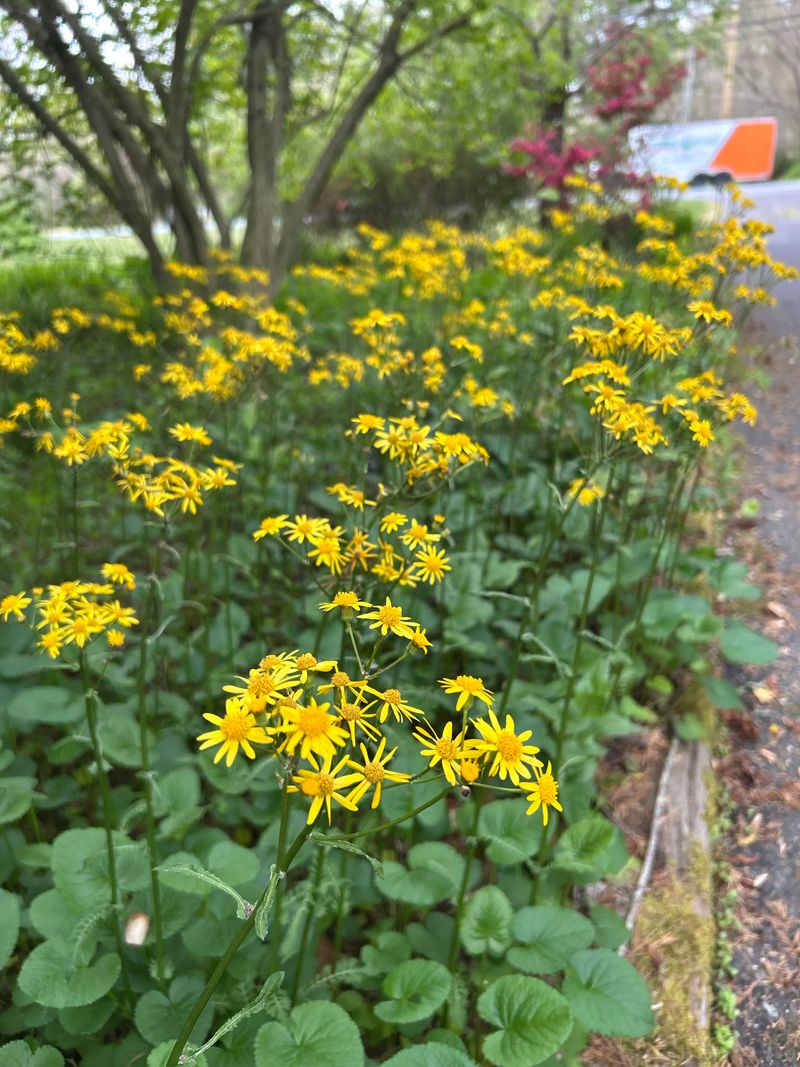 Golden Ragwort