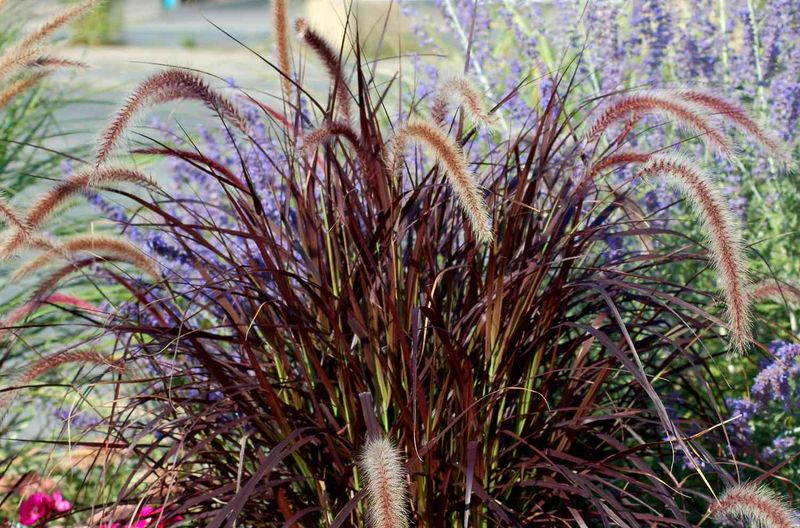Purple Fountain Grass Is Usually an Annual in North Carolina