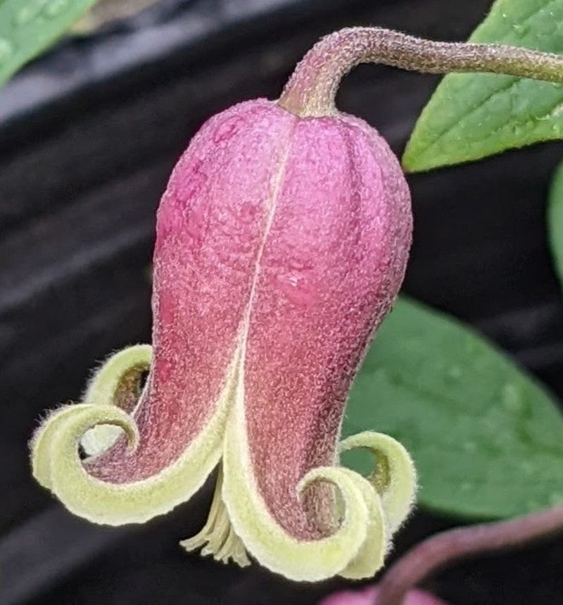 Leather Flower (Clematis viorna)