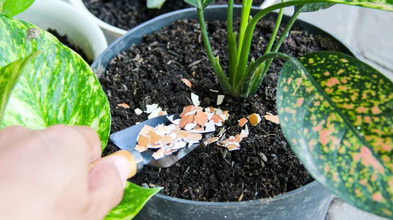 Add Crushed Eggshells for a Slow Calcium Drip