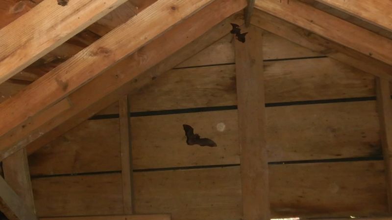 Outdoor Visitors and House Intruders Need Different Responses