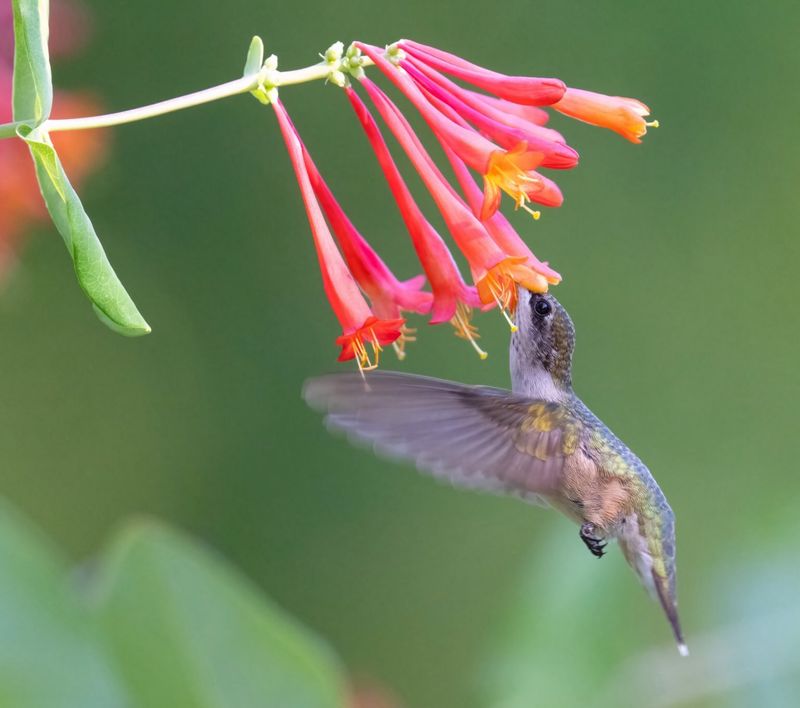 Its flowers provide seasonal nectar