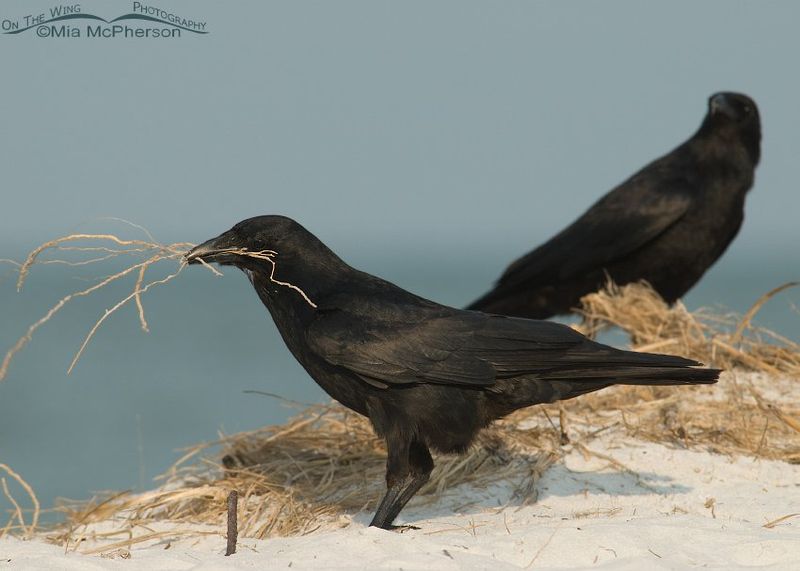 North Carolina’s flock may include two crow species