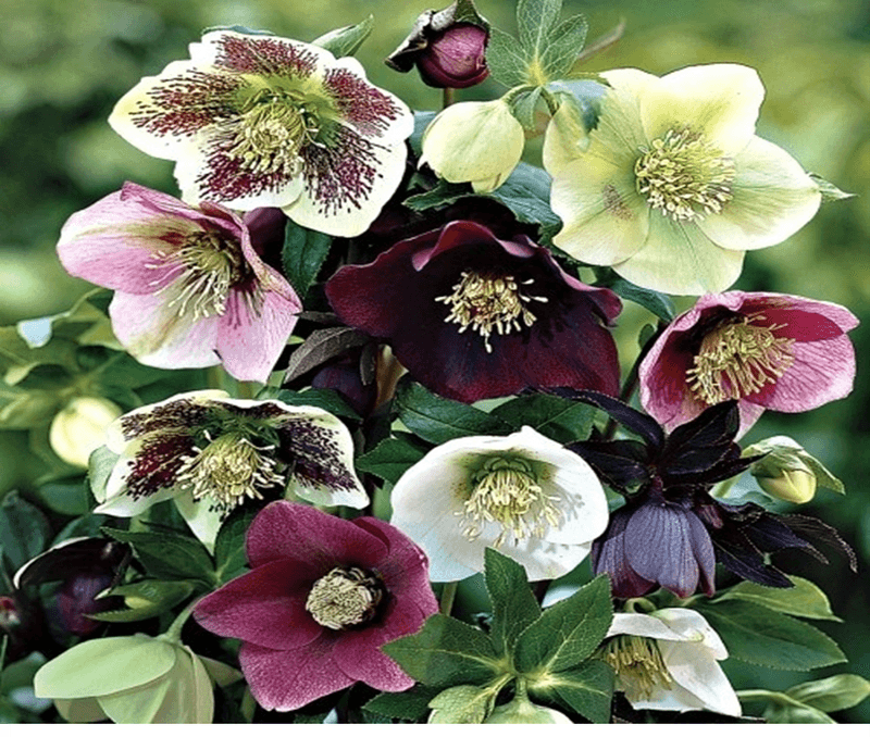 Hellebore (Lenten Rose)