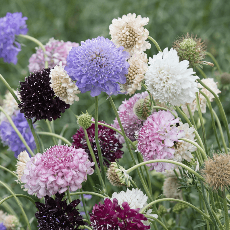 Scabiosa (Pincushion Flower)