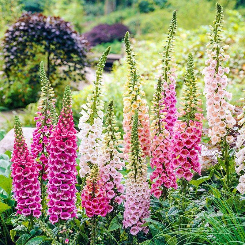 Foxglove (Digitalis)