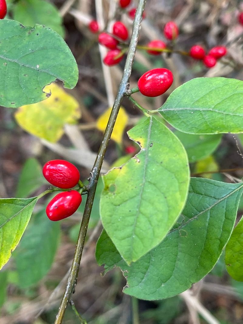 Spicebush (Lindera benzoin)