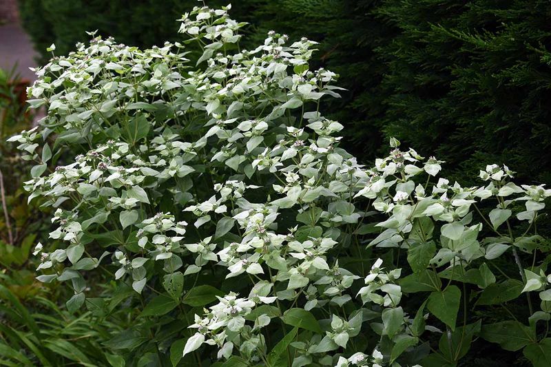 Plant mountain mint for the border, not a mosquito-free promise
